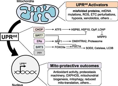 The Mitochondrial Unfolded Protein Response as a Non-Oncogene Addiction to Support Adaptation to Stress during Transformation in Cancer and Beyond